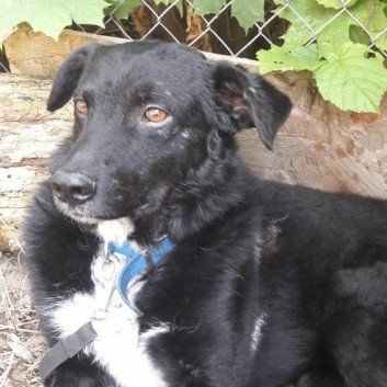 Das Bild zeigt den Hund eines unserer Kunden