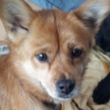 Das Bild zeigt den Hund eines unserer Kunden