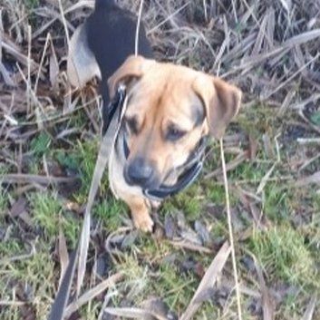 Das Bild zeigt den Hund eines unserer Kunden