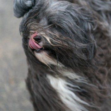 Das Bild zeigt den Hund eines unserer Kunden