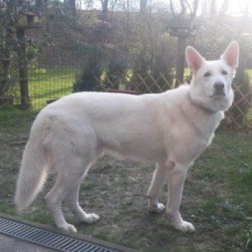 Das Bild zeigt den Hund eines unserer Kunden