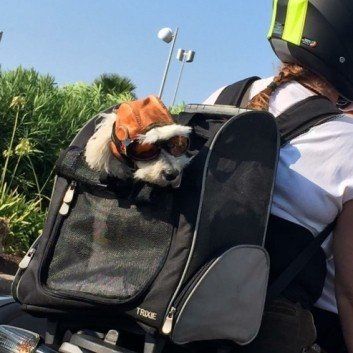 Das Bild zeigt den Hund eines unserer Kunden