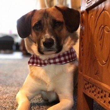 Das Bild zeigt den Hund eines unserer Kunden