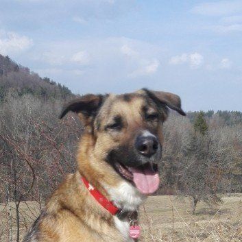 Das Bild zeigt den Hund eines unserer Kunden