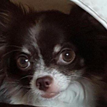 Das Bild zeigt den Hund eines unserer Kunden