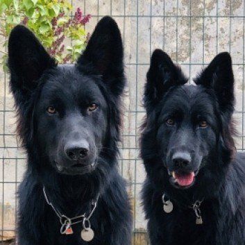 Das Bild zeigt den Hund eines unserer Kunden