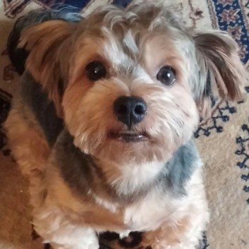 Das Bild zeigt den Hund eines unserer Kunden