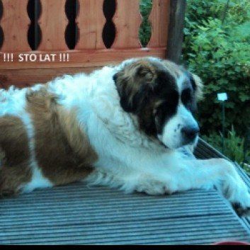 Das Bild zeigt den Hund eines unserer Kunden