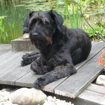 Das Bild zeigt den Hund eines unserer Kunden