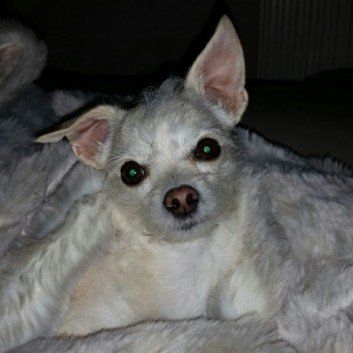 Das Bild zeigt den Hund eines unserer Kunden