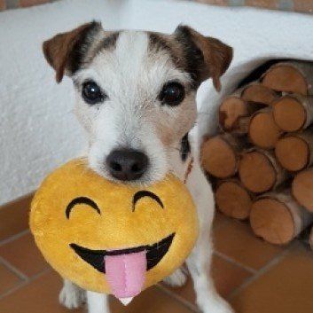 Das Bild zeigt den Hund eines unserer Kunden