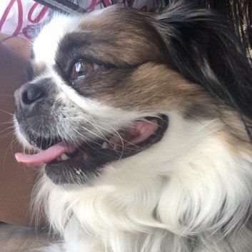 Das Bild zeigt den Hund eines unserer Kunden