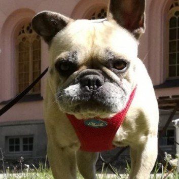 Das Bild zeigt den Hund eines unserer Kunden