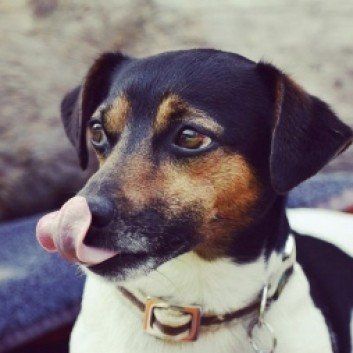 Das Bild zeigt den Hund eines unserer Kunden