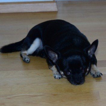 Das Bild zeigt den Hund eines unserer Kunden