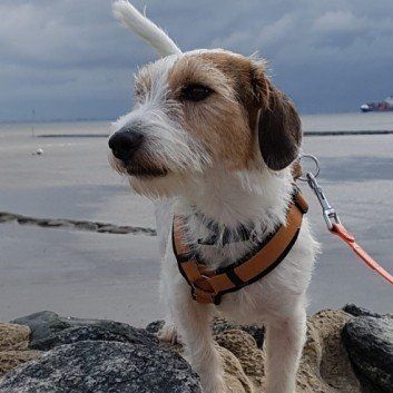 Das Bild zeigt den Hund eines unserer Kunden