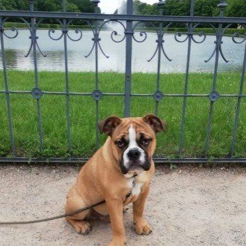 Das Bild zeigt den Hund eines unserer Kunden