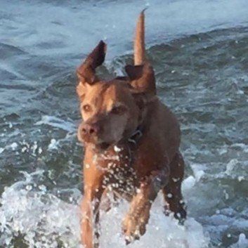 Das Bild zeigt den Hund eines unserer Kunden