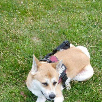 Das Bild zeigt den Hund eines unserer Kunden