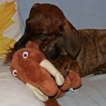 Das Bild zeigt den Hund eines unserer Kunden