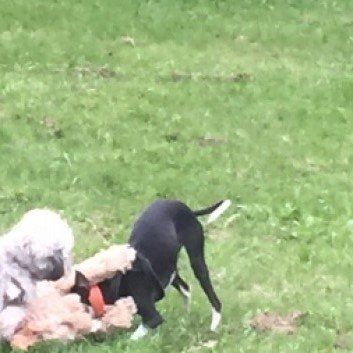 Das Bild zeigt den Hund eines unserer Kunden