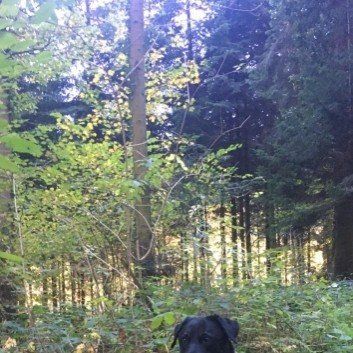 Das Bild zeigt den Hund eines unserer Kunden