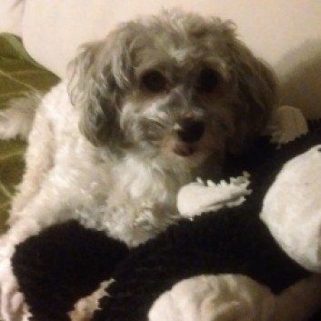 Das Bild zeigt den Hund eines unserer Kunden