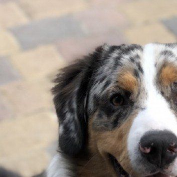 Das Bild zeigt den Hund eines unserer Kunden