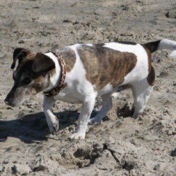 Das Bild zeigt den Hund eines unserer Kunden