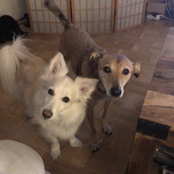 Das Bild zeigt den Hund eines unserer Kunden