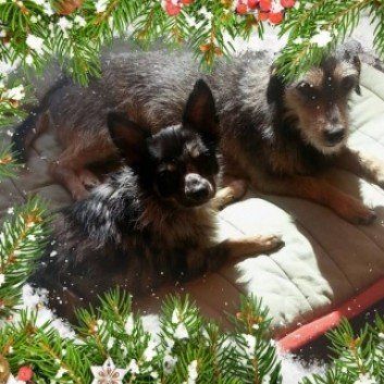 Das Bild zeigt den Hund eines unserer Kunden