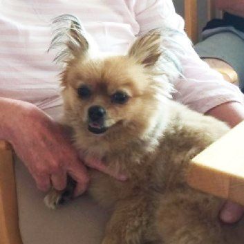 Das Bild zeigt den Hund eines unserer Kunden