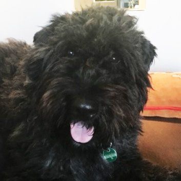 Das Bild zeigt den Hund eines unserer Kunden