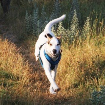 Das Bild zeigt den Hund eines unserer Kunden