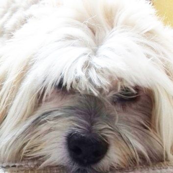 Das Bild zeigt den Hund eines unserer Kunden