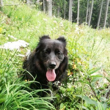 Das Bild zeigt den Hund eines unserer Kunden