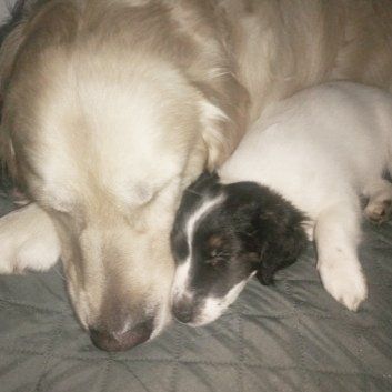 Das Bild zeigt den Hund eines unserer Kunden