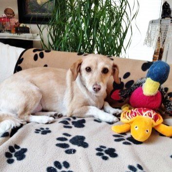 Das Bild zeigt den Hund eines unserer Kunden