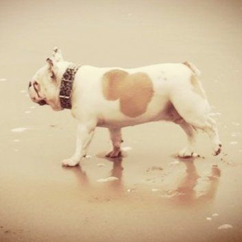 Das Bild zeigt den Hund eines unserer Kunden