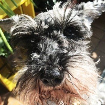 Das Bild zeigt den Hund eines unserer Kunden