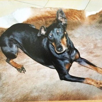 Das Bild zeigt den Hund eines unserer Kunden