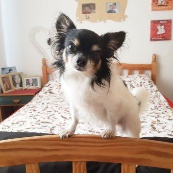 Das Bild zeigt den Hund eines unserer Kunden