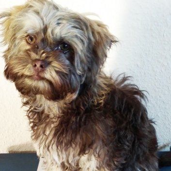 Das Bild zeigt den Hund eines unserer Kunden