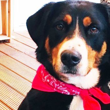 Das Bild zeigt den Hund eines unserer Kunden