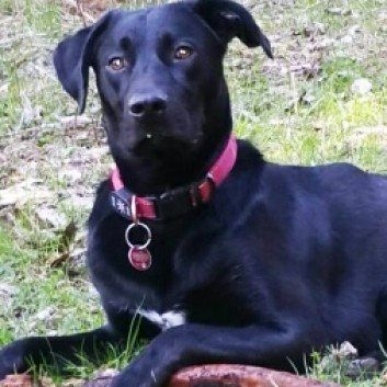 Das Bild zeigt den Hund eines unserer Kunden