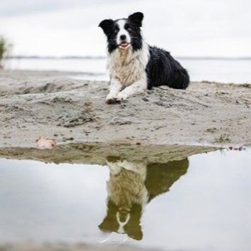 Das Bild zeigt den Hund eines unserer Kunden