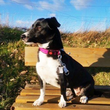 Das Bild zeigt den Hund eines unserer Kunden