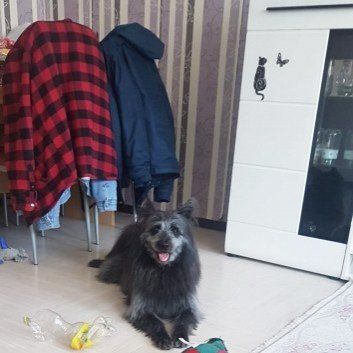 Das Bild zeigt den Hund eines unserer Kunden