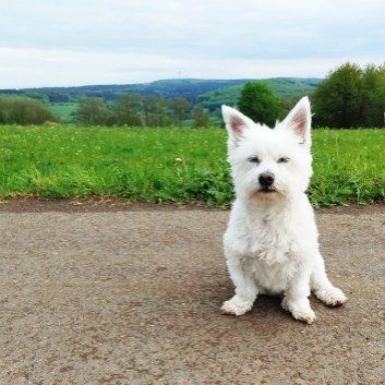 Das Bild zeigt den Hund eines unserer Kunden
