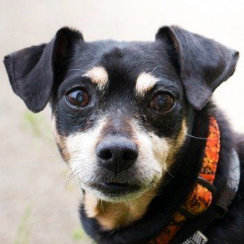 Das Bild zeigt den Hund eines unserer Kunden